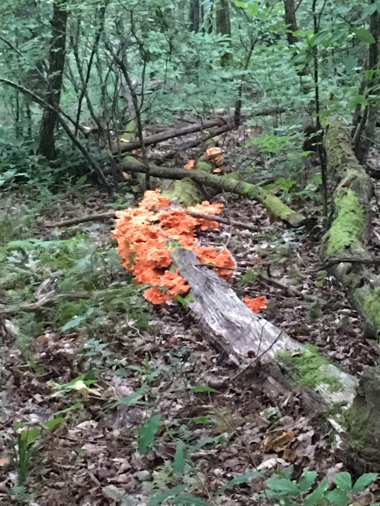 Orange Fungus